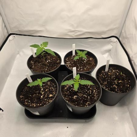 Chaos Grow die zweite