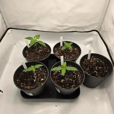 Chaos Grow die zweite