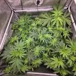 Chaos Grow die zweite