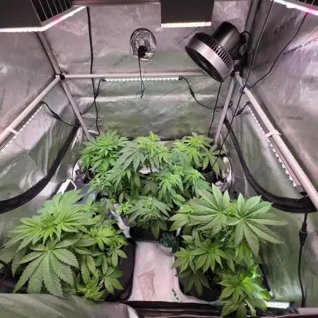 Chaos Grow die zweite