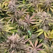 Chaos Grow die zweite