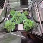 Chaos Grow die zweite