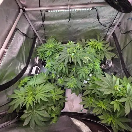 Chaos Grow die zweite