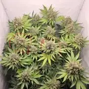 Lemon Cherry Cookies Auto