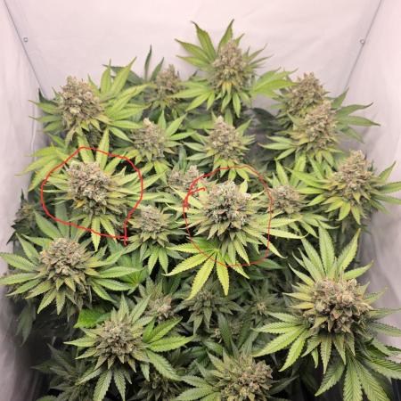 Lemon Cherry Cookies Auto