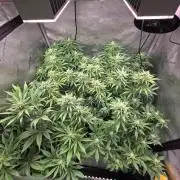 Chaos Grow die zweite