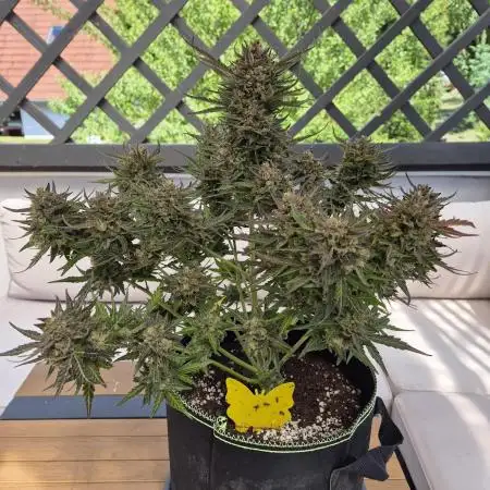 Dosidos Auto