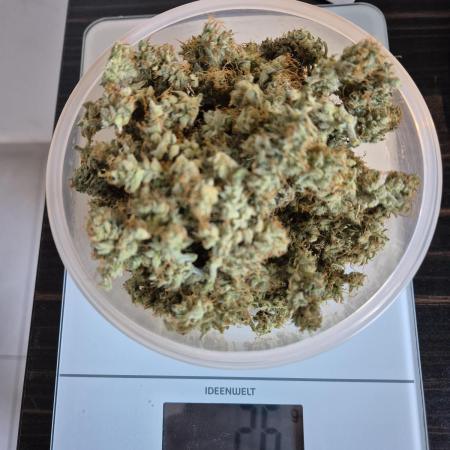 Easy Bud RQS