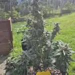 Watermelon Auto