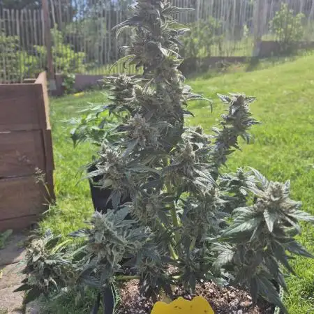 Watermelon Auto