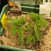 White Truffle Indoor 2025