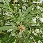 Speedy Chile Outdoor