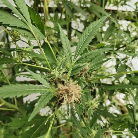 Speedy Chile Outdoor