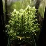 Green Cure CBD F1 Hybrid Auto Zamnesia