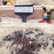 Strawberry Cola Auto Winter Grow 2026