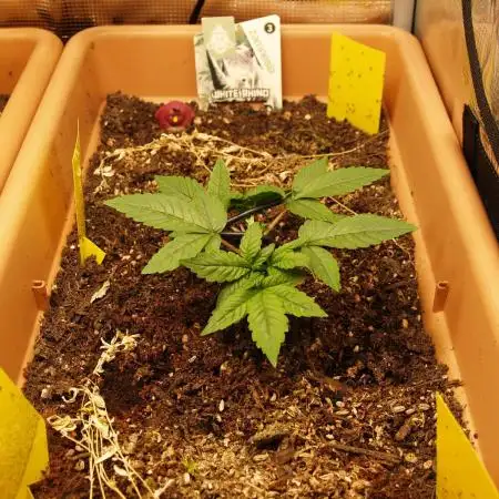 White Rhino From Zamnesia zweite Runde