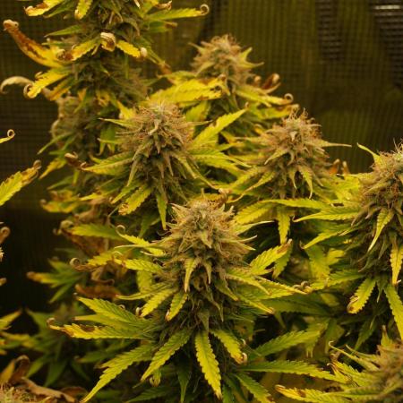 Green Cure CBD F1 Hybrid Auto Zamnesia