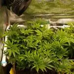 White Rhino From Zamnesia zweite Runde