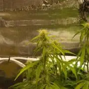 White Truffle Indoor 2025