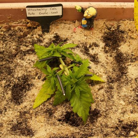 Strawberry Cola Auto Winter Grow 2026