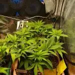 Eleven Roses Klon zur Blüte 2