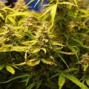 GMO Cookies Auto from Zamnesia