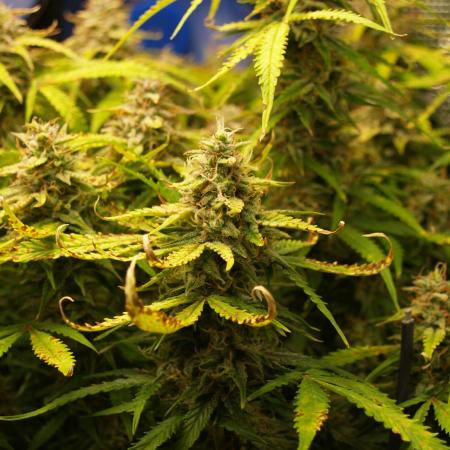 GMO Cookies Auto from Zamnesia