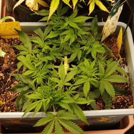 GMO Cookies Auto from Zamnesia