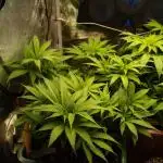 Eleven Roses Klon zur Blüte