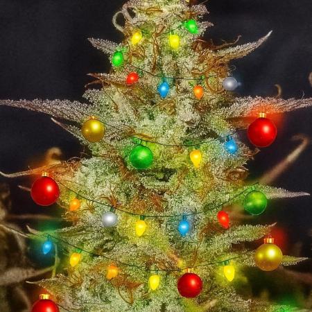 Super Boof Auto von Fast Buds