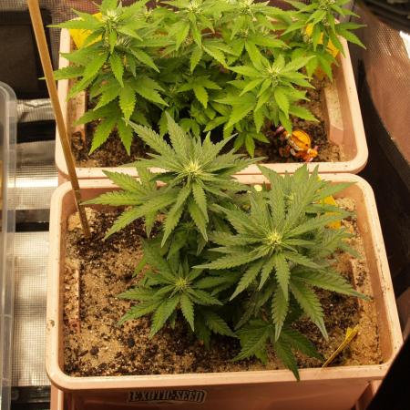 Strawberry Cola Auto Winter Grow 2026