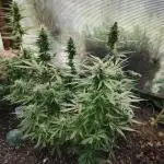 Space Cookies Auto