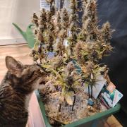 White Truffle Indoor 2025