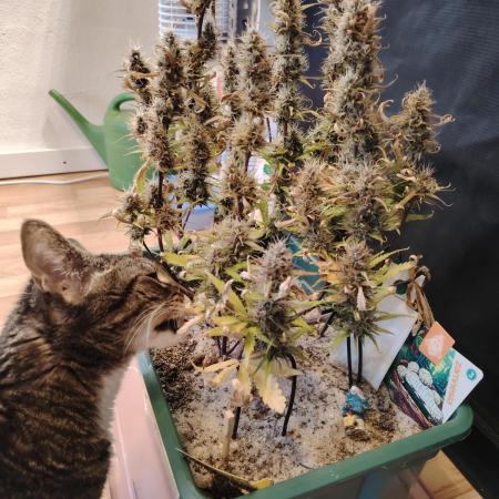 White Truffle Indoor 2025