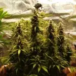 Auto AK-47 XL Divine Seeds