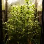 Green Cure CBD F1 Hybrid Auto Zamnesia