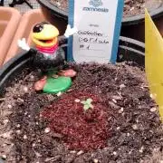 Godfearther OG F1 #1