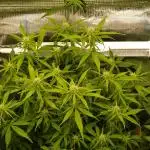 GMO Cookies Auto from Zamnesia