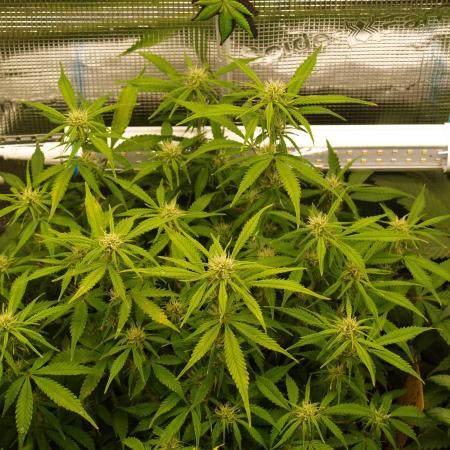 GMO Cookies Auto from Zamnesia