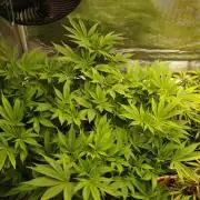 White Rhino From Zamnesia zweite Runde