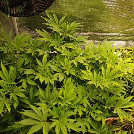 White Rhino From Zamnesia zweite Runde