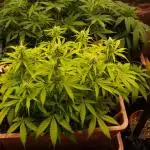 Auto AK-47 XL Divine Seeds