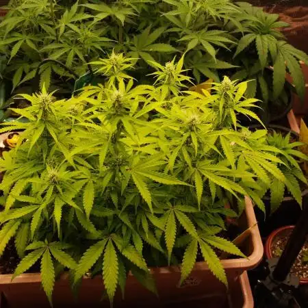 Auto AK-47 XL Divine Seeds