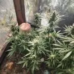 Auto Candy Bubatz XL Dutch Passion