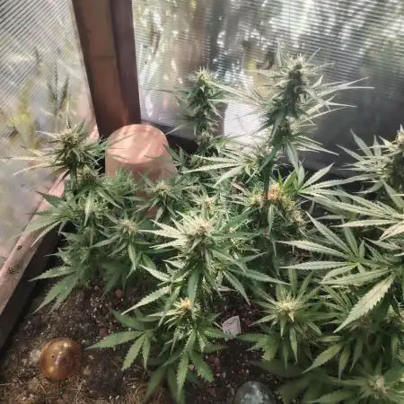 Auto Candy Bubatz XL Dutch Passion