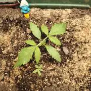 White Truffle Indoor 2025