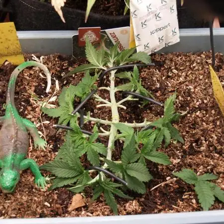 GMO Cookies Auto from Zamnesia
