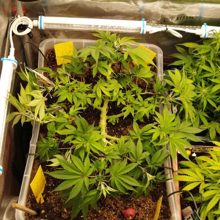 White Rhino From Zamnesia zweite Runde