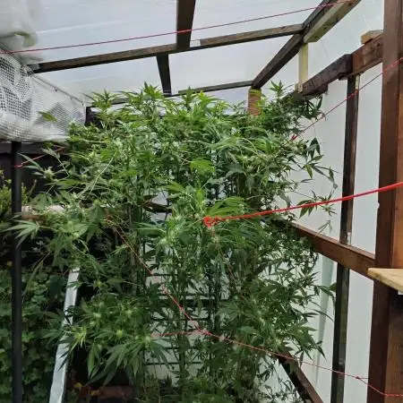 Speedy Chile Outdoor