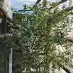 Speedy Chile Outdoor
